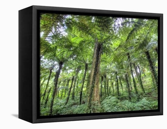 View of Vegetation in Bali Botanical Gardens, Bali, Indonesia-null-Framed Stretched Canvas