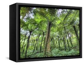 View of Vegetation in Bali Botanical Gardens, Bali, Indonesia-null-Framed Stretched Canvas