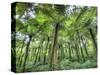 View of Vegetation in Bali Botanical Gardens, Bali, Indonesia-null-Stretched Canvas