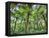 View of Vegetation in Bali Botanical Gardens, Bali, Indonesia-null-Framed Stretched Canvas