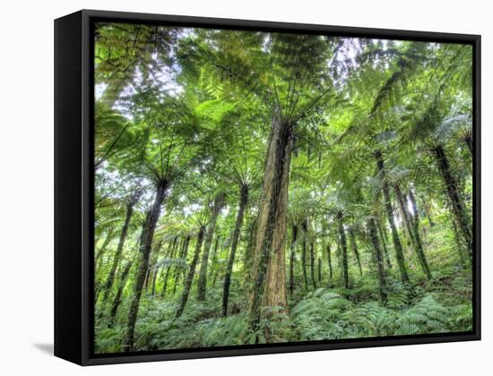 View of Vegetation in Bali Botanical Gardens, Bali, Indonesia-null-Framed Stretched Canvas