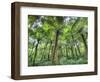 View of Vegetation in Bali Botanical Gardens, Bali, Indonesia-null-Framed Photographic Print