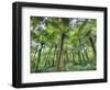 View of Vegetation in Bali Botanical Gardens, Bali, Indonesia-null-Framed Photographic Print