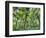 View of Vegetation in Bali Botanical Gardens, Bali, Indonesia-null-Framed Photographic Print