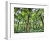 View of Vegetation in Bali Botanical Gardens, Bali, Indonesia-null-Framed Photographic Print