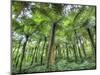 View of Vegetation in Bali Botanical Gardens, Bali, Indonesia-null-Mounted Photographic Print