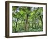 View of Vegetation in Bali Botanical Gardens, Bali, Indonesia-null-Framed Photographic Print