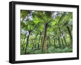 View of Vegetation in Bali Botanical Gardens, Bali, Indonesia-null-Framed Photographic Print