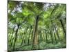View of Vegetation in Bali Botanical Gardens, Bali, Indonesia-null-Mounted Photographic Print