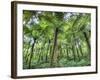 View of Vegetation in Bali Botanical Gardens, Bali, Indonesia-null-Framed Photographic Print