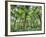 View of Vegetation in Bali Botanical Gardens, Bali, Indonesia-null-Framed Photographic Print