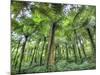 View of Vegetation in Bali Botanical Gardens, Bali, Indonesia-null-Mounted Photographic Print