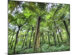 View of Vegetation in Bali Botanical Gardens, Bali, Indonesia-null-Mounted Photographic Print