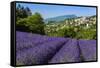 View of Village of Aurel with Field of Lavander in Bloom, Provence, France-Stefano Politi Markovina-Framed Stretched Canvas