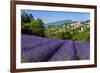 View of Village of Aurel with Field of Lavander in Bloom, Provence, France-Stefano Politi Markovina-Framed Photographic Print