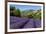 View of Village of Aurel with Field of Lavander in Bloom, Provence, France-Stefano Politi Markovina-Framed Photographic Print