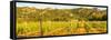 View of vineyard and mountainous background near Arzachena, Sardinia, Italy, Mediterranean, Europe-Frank Fell-Framed Stretched Canvas