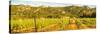 View of vineyard and mountainous background near Arzachena, Sardinia, Italy, Mediterranean, Europe-Frank Fell-Stretched Canvas