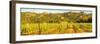 View of vineyard and mountainous background near Arzachena, Sardinia, Italy, Mediterranean, Europe-Frank Fell-Framed Photographic Print