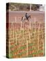 View of Vineyards and Mountain, Bodega Del Anelo Winery, Finca Roja, Neuquen, Patagonia, Argentina-Per Karlsson-Stretched Canvas
