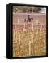 View of Vineyards and Mountain, Bodega Del Anelo Winery, Finca Roja, Neuquen, Patagonia, Argentina-Per Karlsson-Framed Stretched Canvas