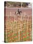 View of Vineyards and Mountain, Bodega Del Anelo Winery, Finca Roja, Neuquen, Patagonia, Argentina-Per Karlsson-Stretched Canvas