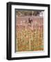 View of Vineyards and Mountain, Bodega Del Anelo Winery, Finca Roja, Neuquen, Patagonia, Argentina-Per Karlsson-Framed Photographic Print