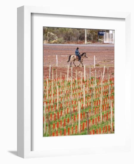 View of Vineyards and Mountain, Bodega Del Anelo Winery, Finca Roja, Neuquen, Patagonia, Argentina-Per Karlsson-Framed Photographic Print