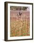 View of Vineyards and Mountain, Bodega Del Anelo Winery, Finca Roja, Neuquen, Patagonia, Argentina-Per Karlsson-Framed Photographic Print