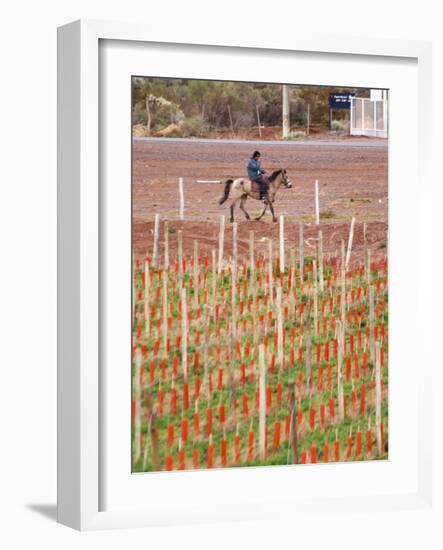 View of Vineyards and Mountain, Bodega Del Anelo Winery, Finca Roja, Neuquen, Patagonia, Argentina-Per Karlsson-Framed Photographic Print