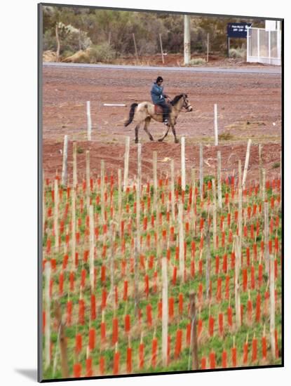 View of Vineyards and Mountain, Bodega Del Anelo Winery, Finca Roja, Neuquen, Patagonia, Argentina-Per Karlsson-Mounted Photographic Print