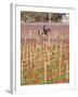 View of Vineyards and Mountain, Bodega Del Anelo Winery, Finca Roja, Neuquen, Patagonia, Argentina-Per Karlsson-Framed Photographic Print