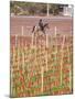 View of Vineyards and Mountain, Bodega Del Anelo Winery, Finca Roja, Neuquen, Patagonia, Argentina-Per Karlsson-Mounted Photographic Print