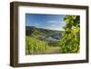 View of vineyards and River Moselle, Bernkastel-Kues, Rhineland-Palatinate, Germany-Ian Trower-Framed Photographic Print