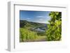 View of vineyards and River Moselle, Bernkastel-Kues, Rhineland-Palatinate, Germany-Ian Trower-Framed Photographic Print