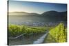 View of vineyards, Bernkastel-Kues, Rhineland-Palatinate, Germany-Ian Trower-Stretched Canvas