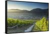 View of vineyards, Bernkastel-Kues, Rhineland-Palatinate, Germany-Ian Trower-Framed Stretched Canvas