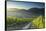 View of vineyards, Bernkastel-Kues, Rhineland-Palatinate, Germany-Ian Trower-Framed Stretched Canvas