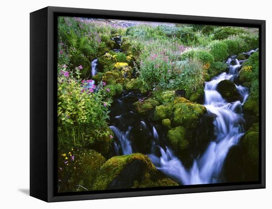 View of Waterfall in Forest, Oregon, USA-Stuart Westmorland-Framed Stretched Canvas