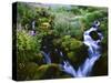 View of Waterfall in Forest, Oregon, USA-Stuart Westmorland-Stretched Canvas