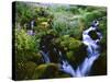 View of Waterfall in Forest, Oregon, USA-Stuart Westmorland-Stretched Canvas