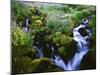 View of Waterfall in Forest, Oregon, USA-Stuart Westmorland-Mounted Premium Photographic Print