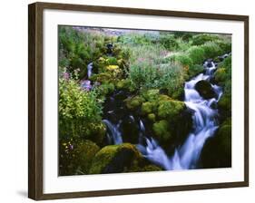 View of Waterfall in Forest, Oregon, USA-Stuart Westmorland-Framed Photographic Print