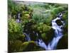 View of Waterfall in Forest, Oregon, USA-Stuart Westmorland-Mounted Photographic Print