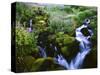 View of Waterfall in Forest, Oregon, USA-Stuart Westmorland-Stretched Canvas