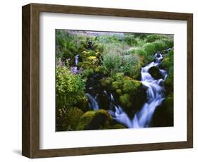 View of Waterfall in Forest, Oregon, USA-Stuart Westmorland-Framed Photographic Print