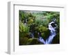 View of Waterfall in Forest, Oregon, USA-Stuart Westmorland-Framed Photographic Print