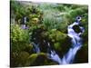 View of Waterfall in Forest, Oregon, USA-Stuart Westmorland-Stretched Canvas