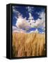 View of Wheat Field, Palouse, Washington State, USA-Stuart Westmorland-Framed Stretched Canvas