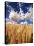 View of Wheat Field, Palouse, Washington State, USA-Stuart Westmorland-Stretched Canvas